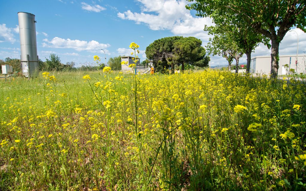 imagen biodiversidad depuradoras